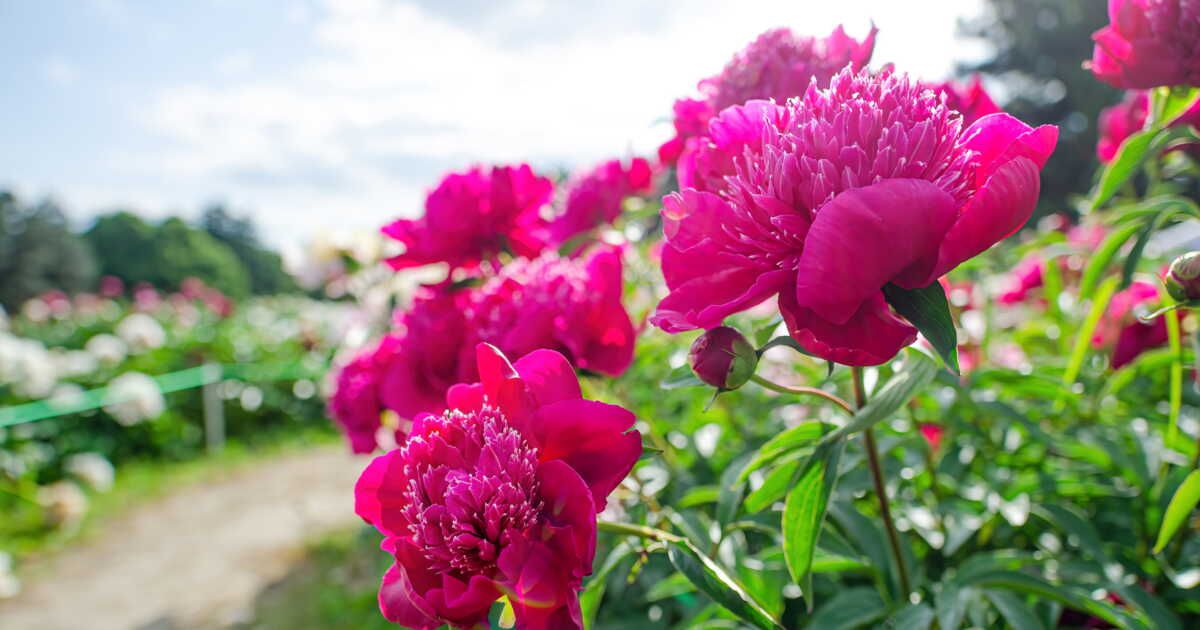 Quand et où planter des pivoines ?