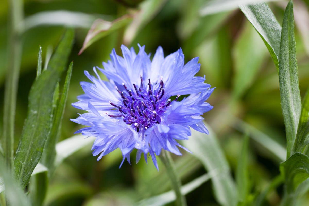 Les fleurs bleues : un rêve botanique dans votre jardin