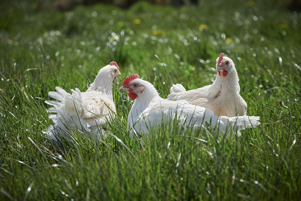 Découvrez le blanc de poulet élevé en plein air pour une nutrition saine