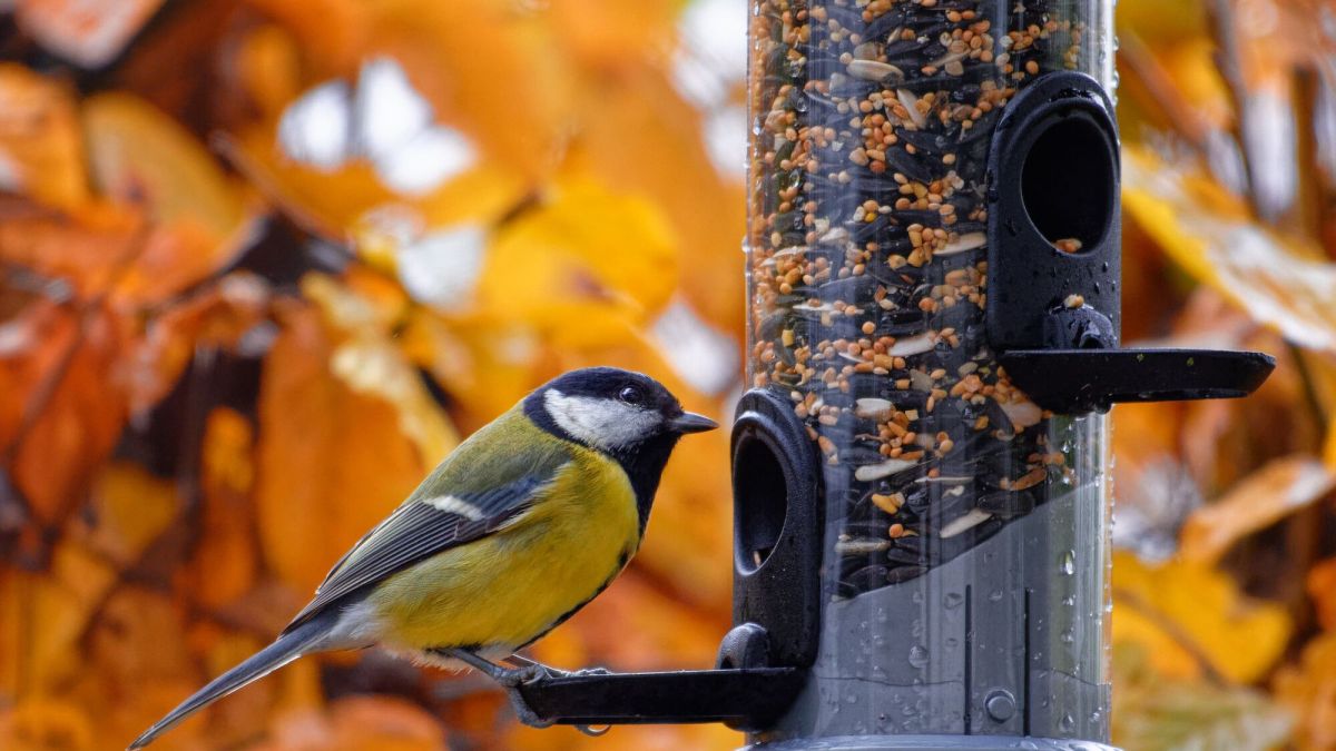 Attirer les oiseaux dans votre jardin : un refuge pour la biodiversité