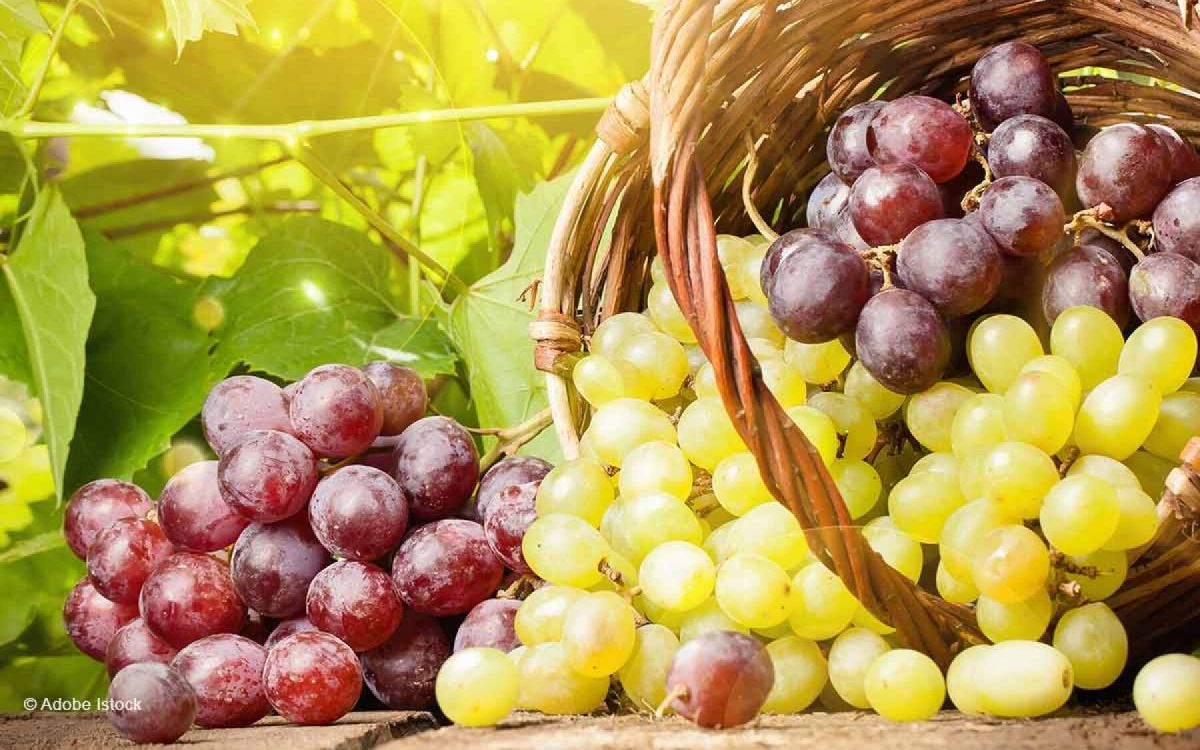 Cultivez votre vigne avec succès