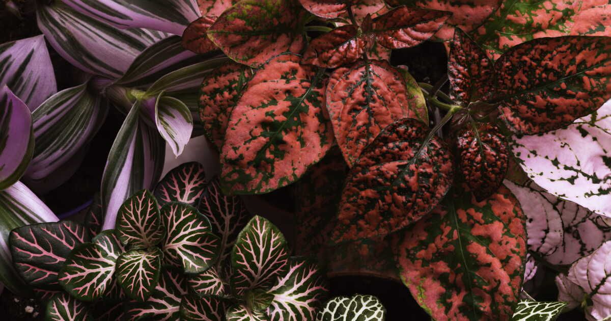 Égayez votre intérieur avec des plantes colorées