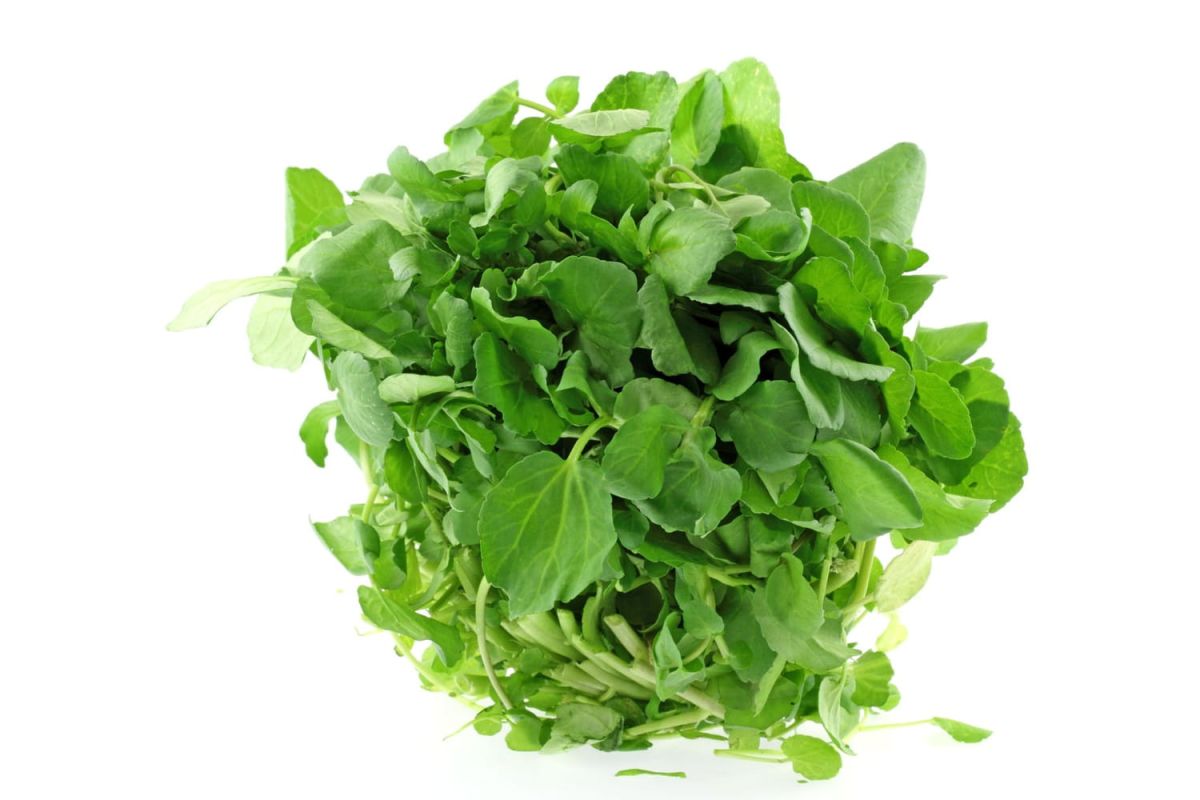 Revitaliser une salade flétrie : une astuce simple et efficace