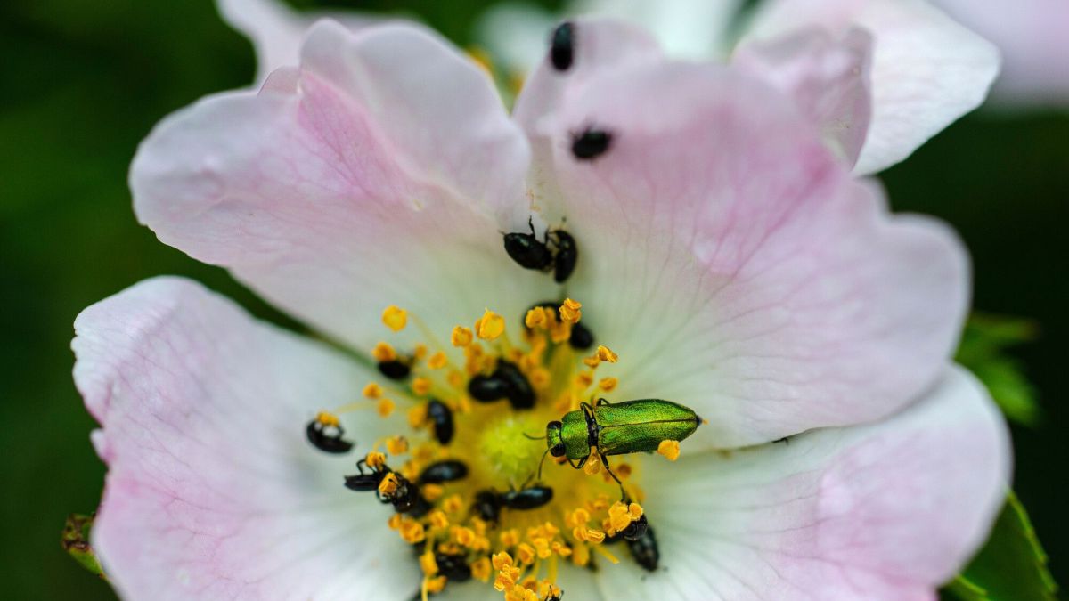 Comment lutter efficacement contre les méligèthes aeneus dans vos roses ?