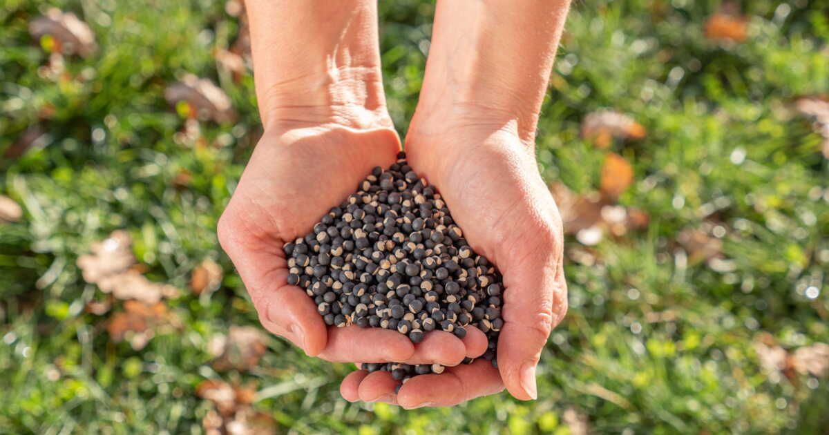 Réussissez vos semis : astuces pour un jardin florissant