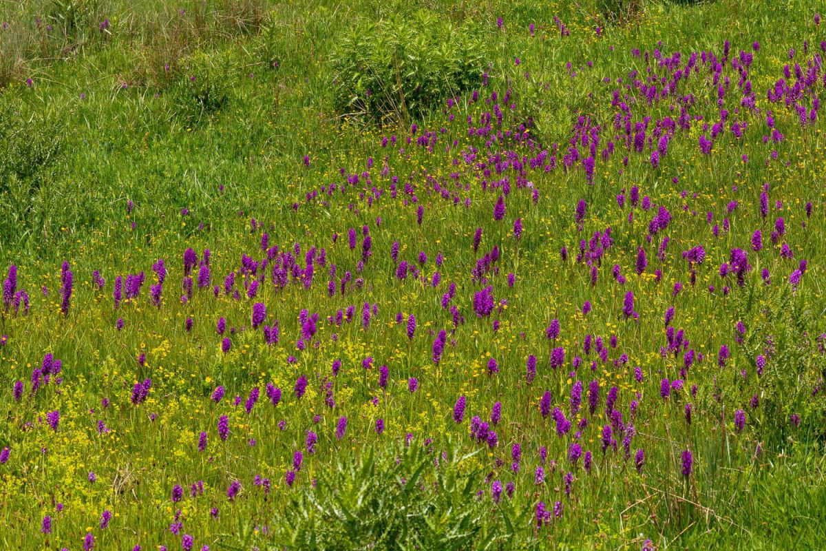 Transformez votre jardin avec l'orchis pyramidal : une merveille sauvage à découvrir