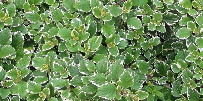 Germaine faux-coleus : la beauté tropicale à portée de main