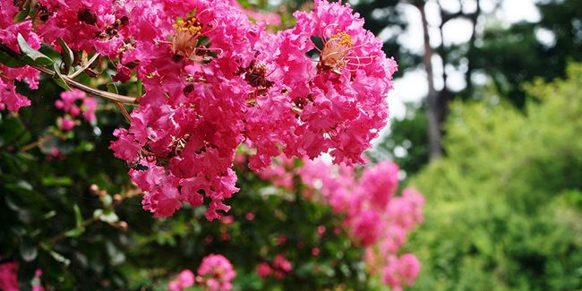 Le lilas des Indes : un arbuste coloré pour embellir vos espaces extérieurs