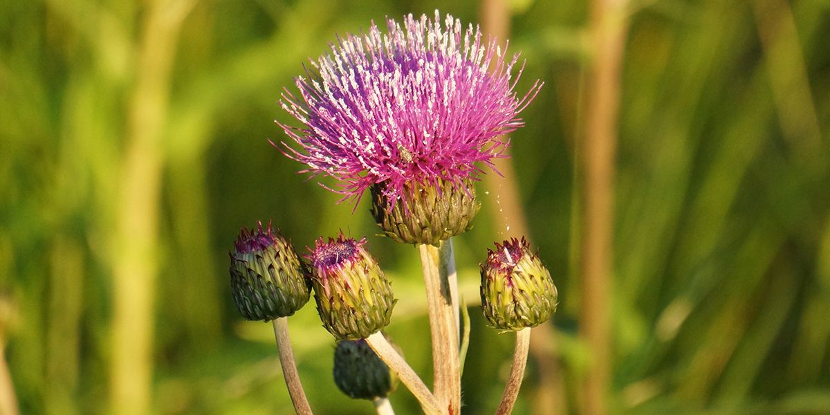 Le chardon des champs : une menace coriace dans nos jardins