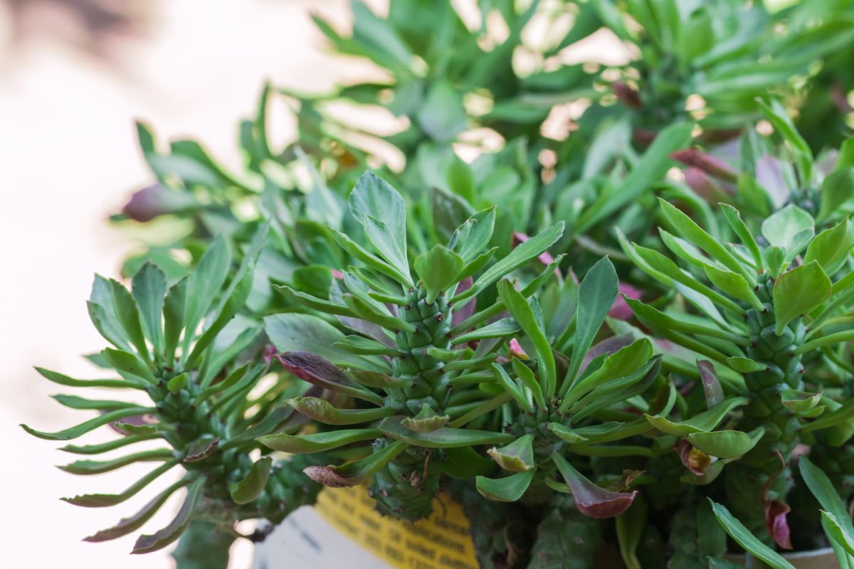 Plantes grasses retombantes : 10 trésors à cultiver chez soi