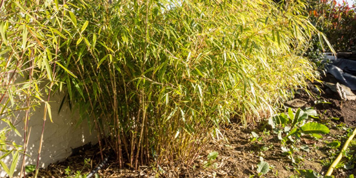 5 variétés de bambou non envahissantes pour votre jardin