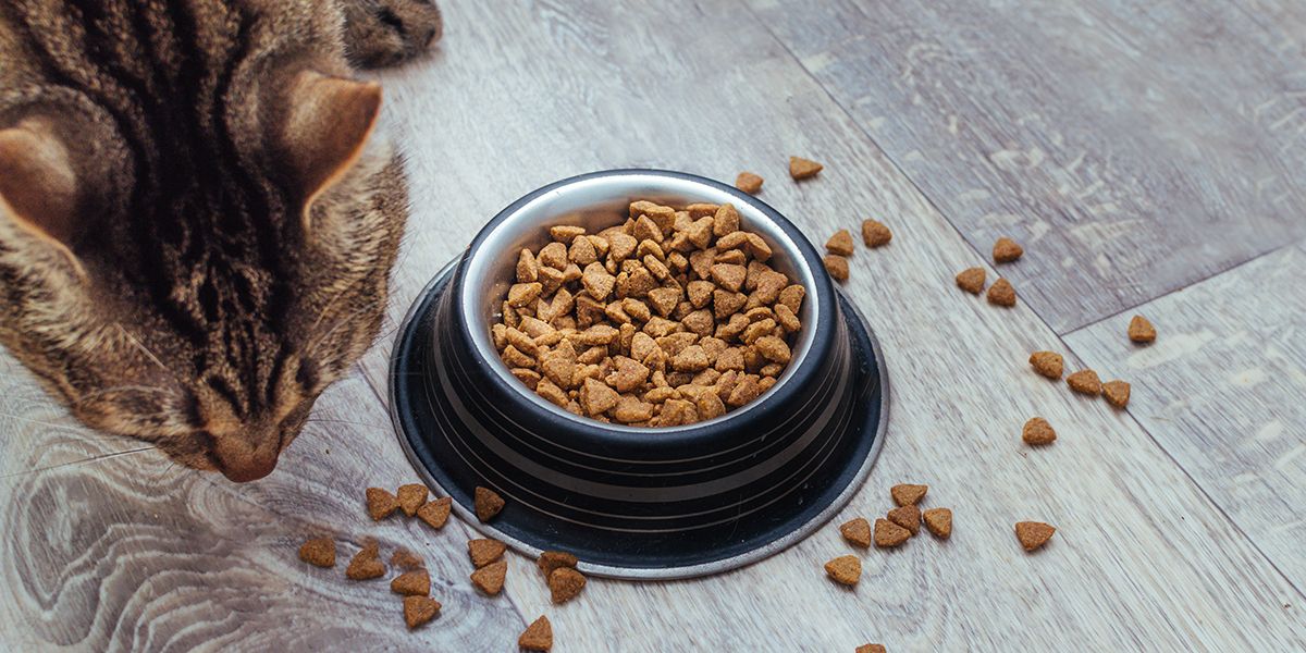 6 critères essentiels pour choisir les croquettes idéales pour votre chat