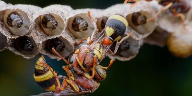 Comment se débarrasser des nids de guêpes en toute sécurité