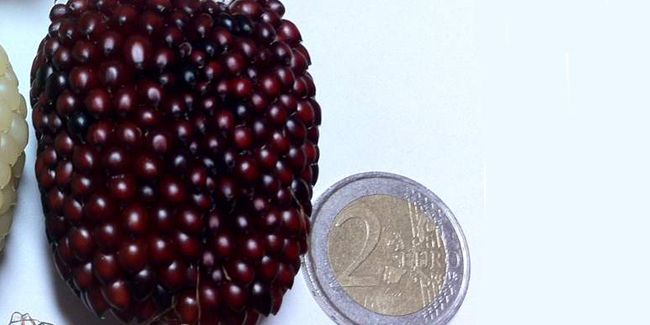 Le maïs fraise : une variété unique pour vos recettes de popcorn