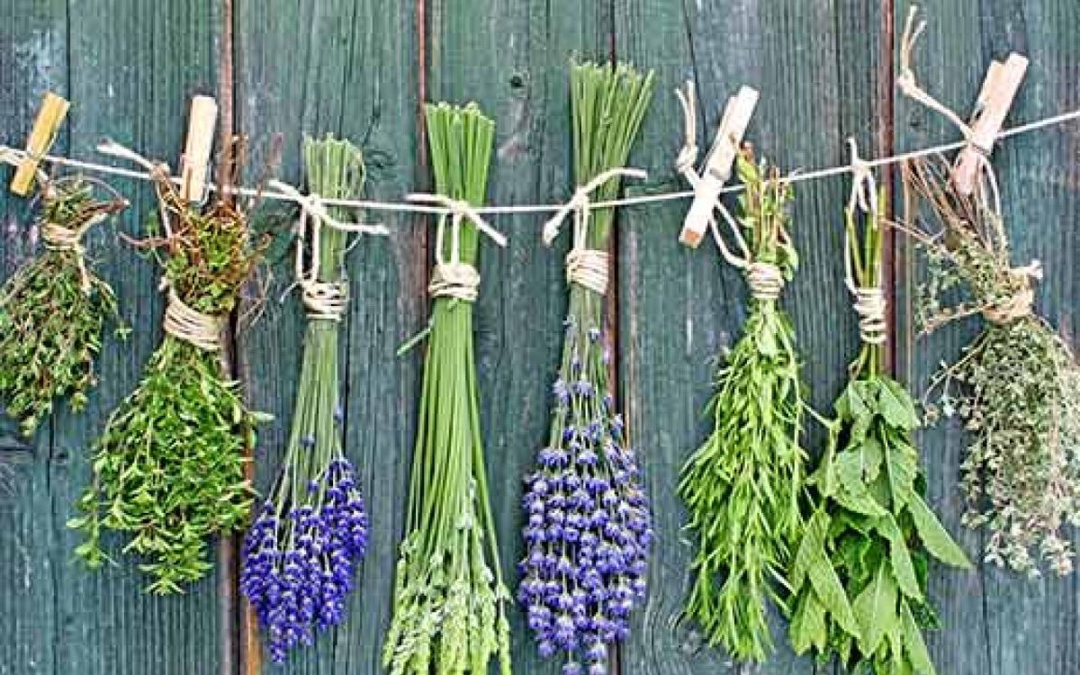 Découvrez les vertus cachées des plantes médicinales du jardin