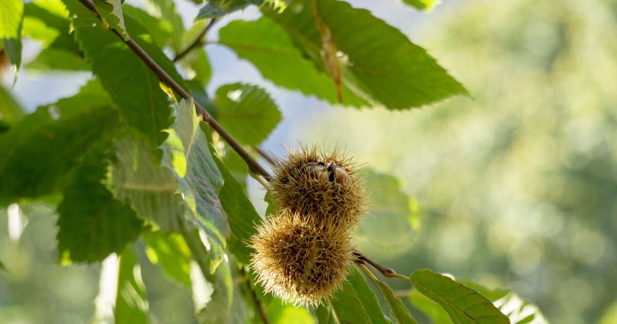 La châtaigne : un trésor festif à découvrir