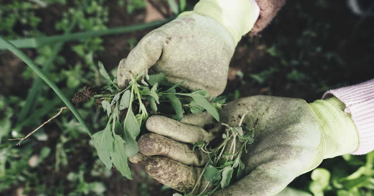 L'AdBlue : un désherbant à éviter absolument