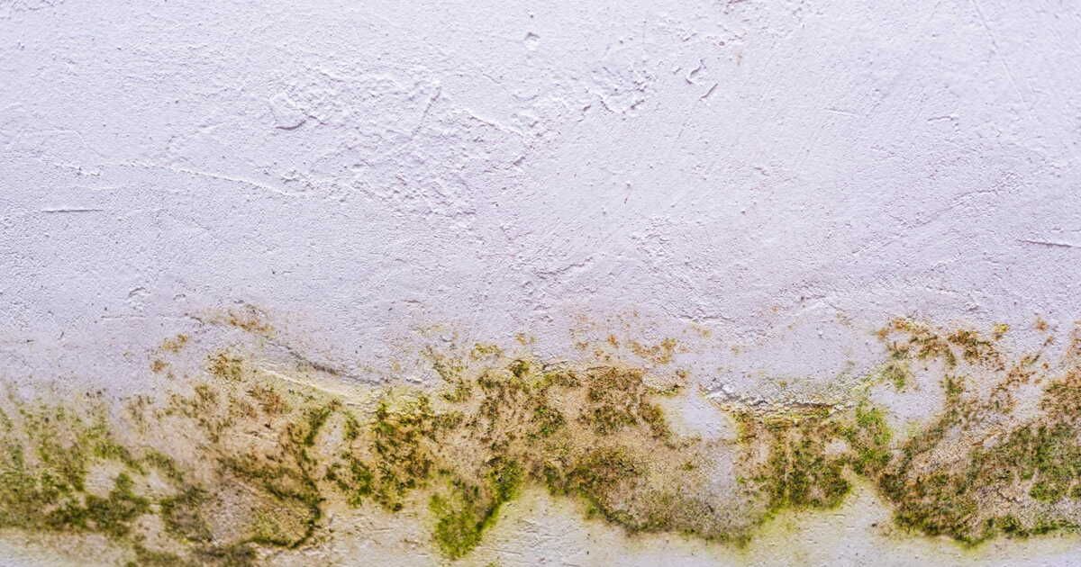 Éliminer la moisissure chez soi : les étapes à suivre