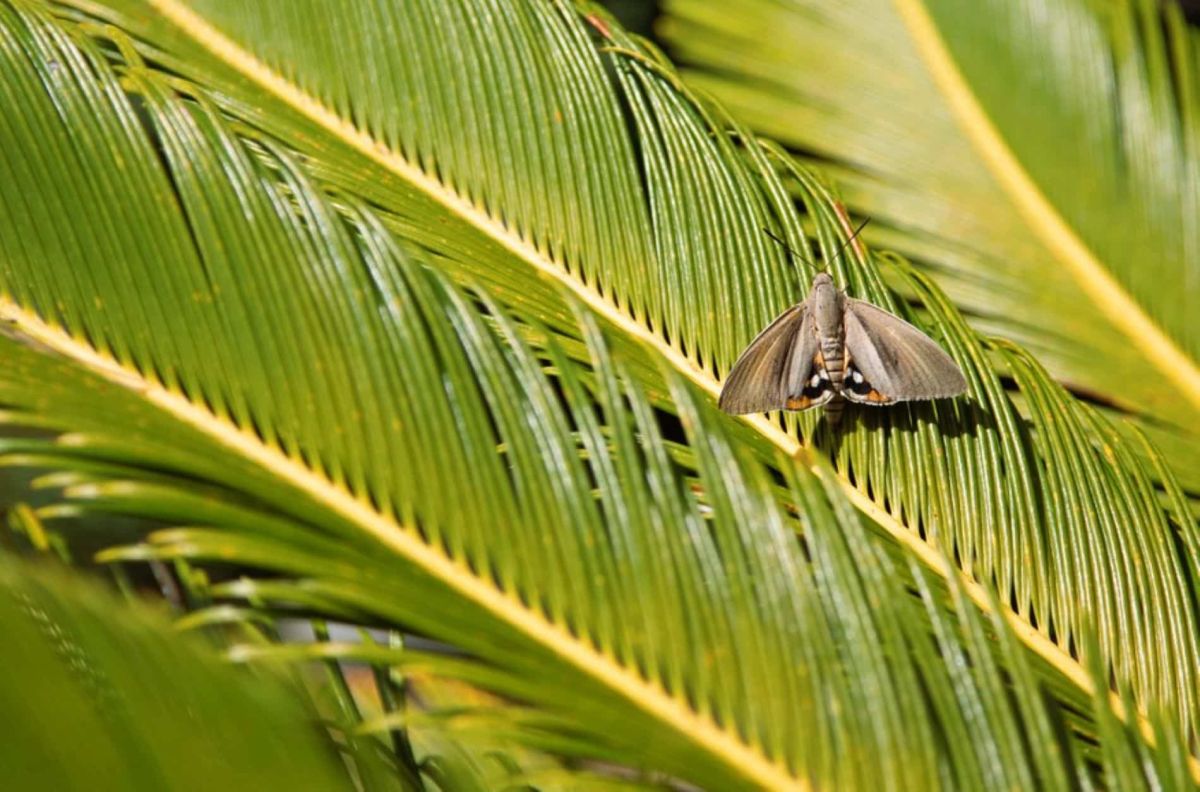 Le papillon du palmier : un danger silencieux pour vos jardins