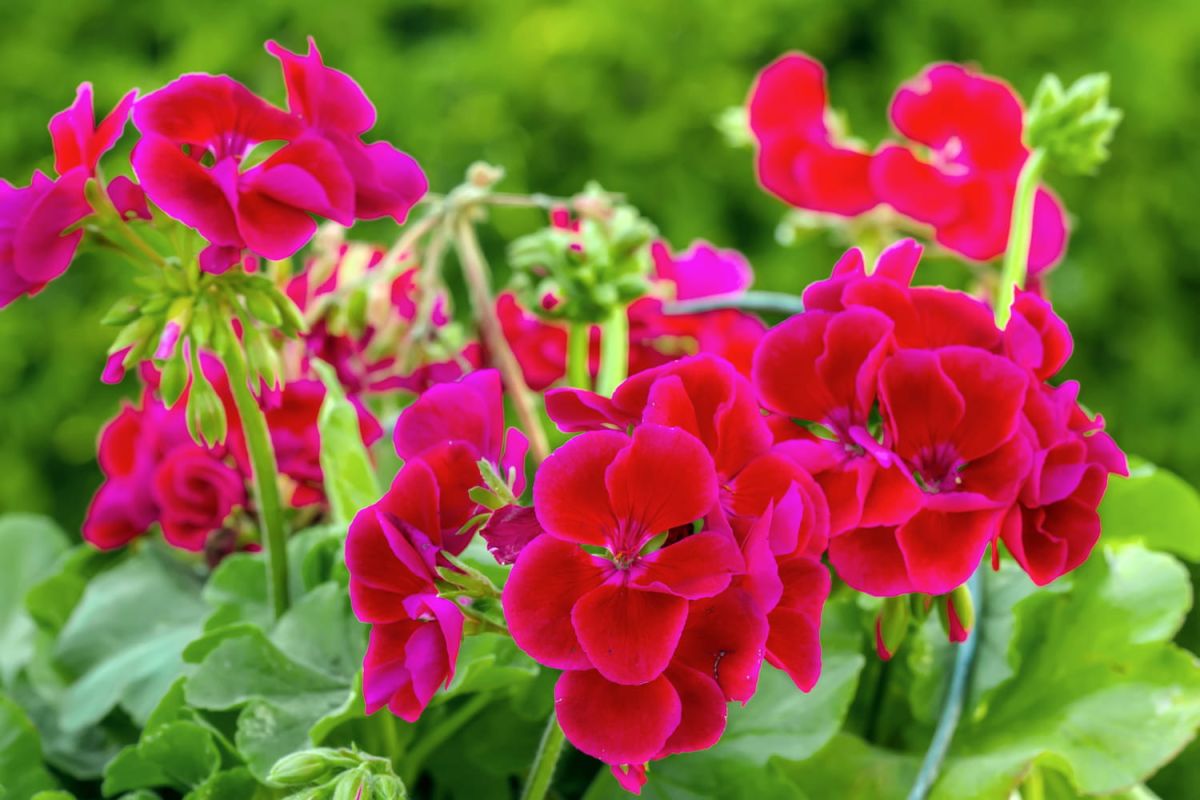 Boostez la floraison de vos géraniums avec des contenants innovants