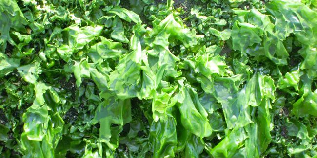 Dégustez la laitue de mer, trésor des côtes bretonnes