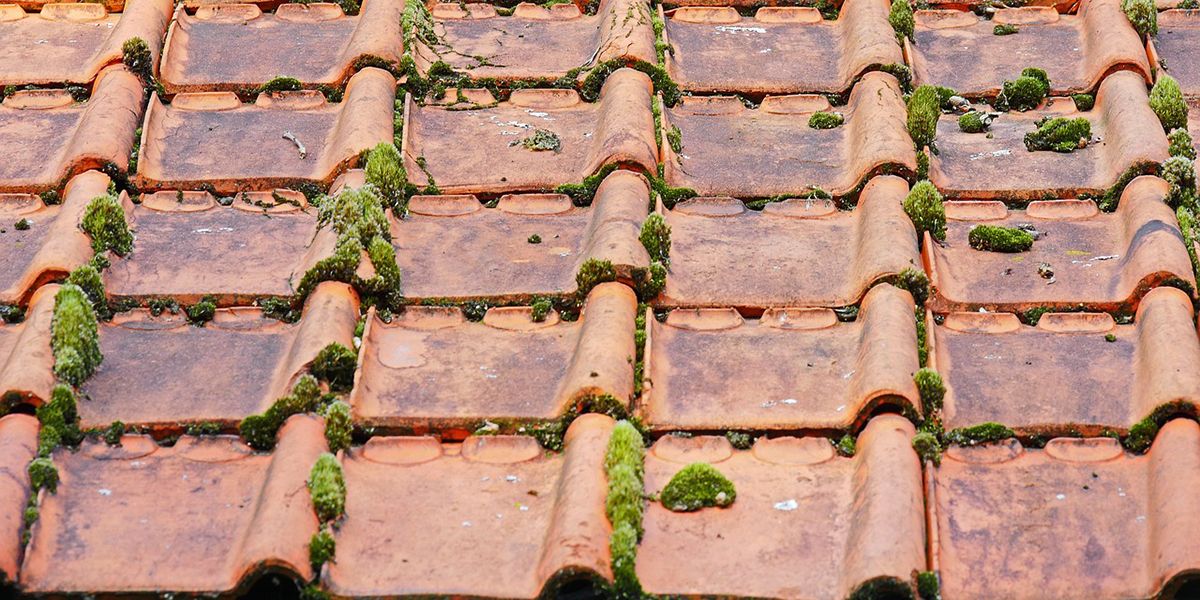 Démoussage de toiture : un impératif pour votre maison