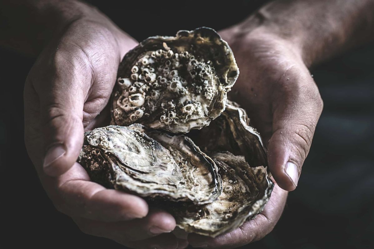 Une solution naturelle pour lutter contre le calcaire avec des coquilles d'huître