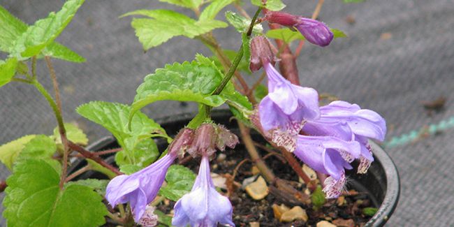 Meehania urticifolia : le couvre-sol fleuri qui transforme votre jardin