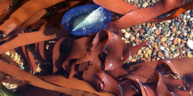 La dulse, un trésor de l'Atlantique