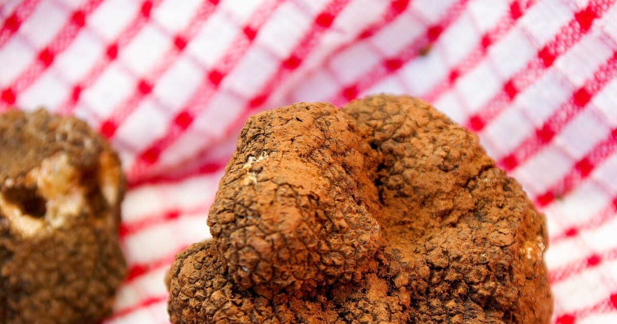 La truffe : un trésor gastronomique aux multiples facettes