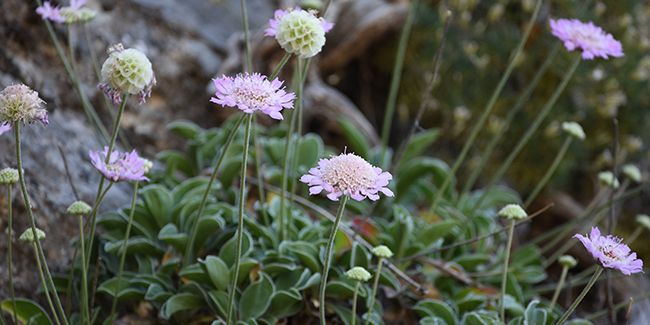 Lomélosie de Crète : un joyau d'endurance face à l'extinction