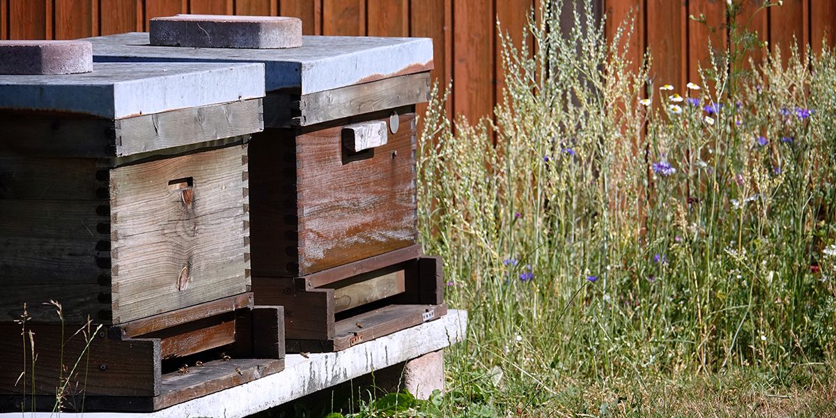 Les abeilles de mon voisin : quels droits et devoirs ?