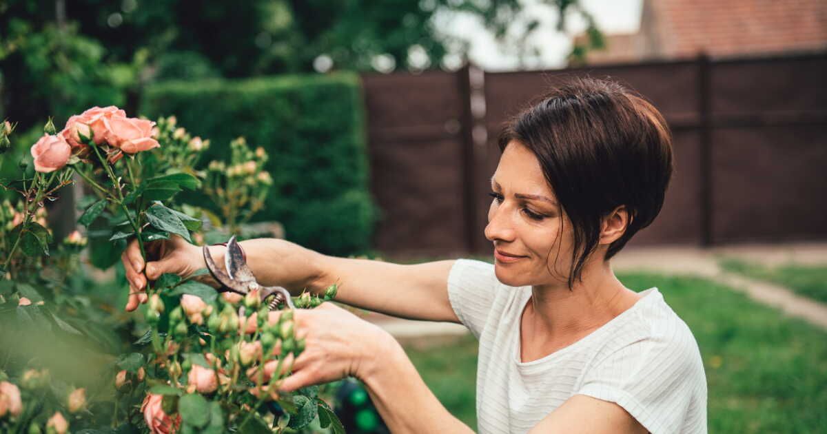 Préparer vos jardins : la taille d'été pour des plantes éclatantes