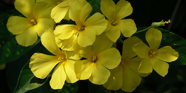 Le lin jaune arbustif : une floraison hivernale éblouissante