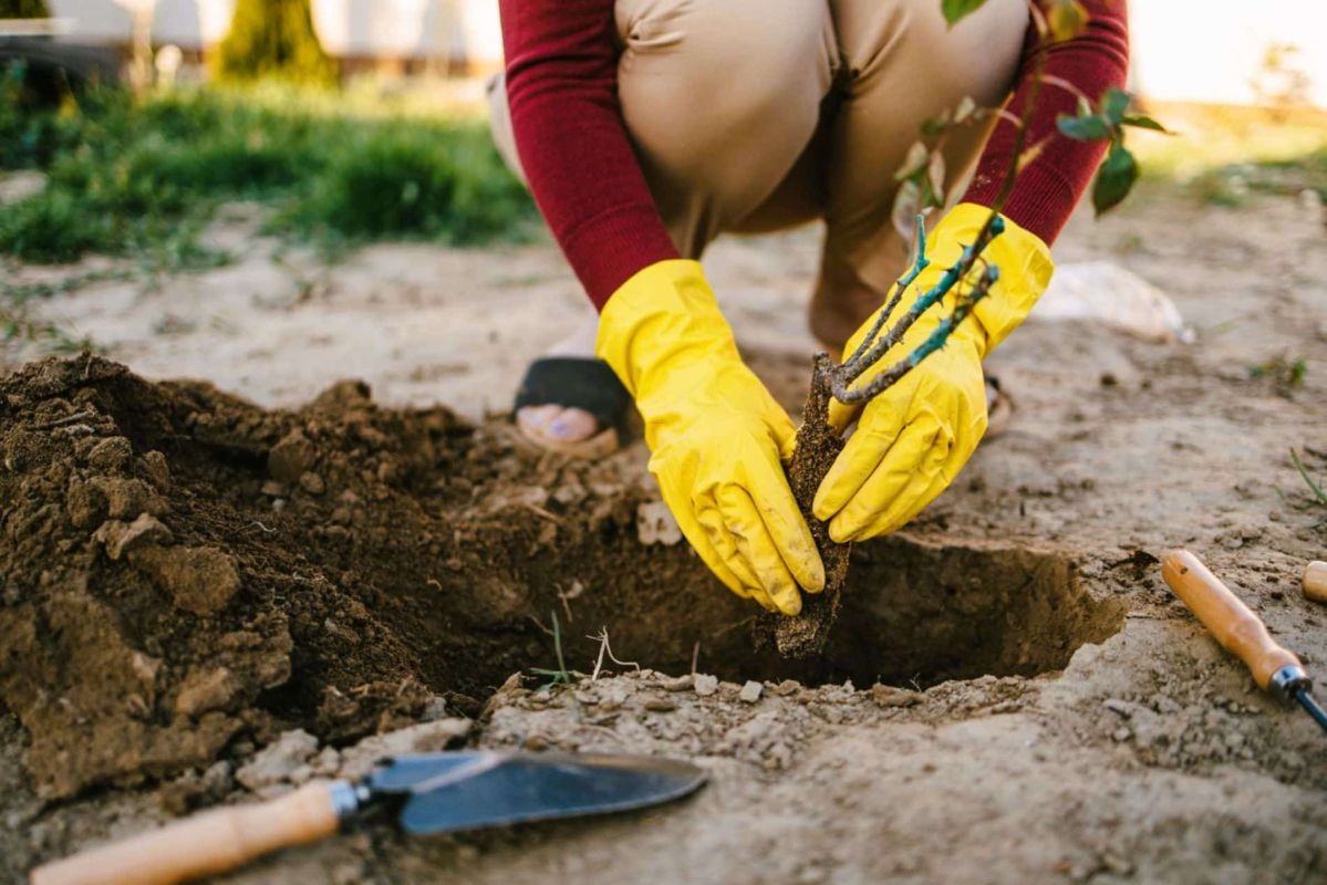 Préparez votre jardin : planter des rosiers avant mars pour une floraison éclatante