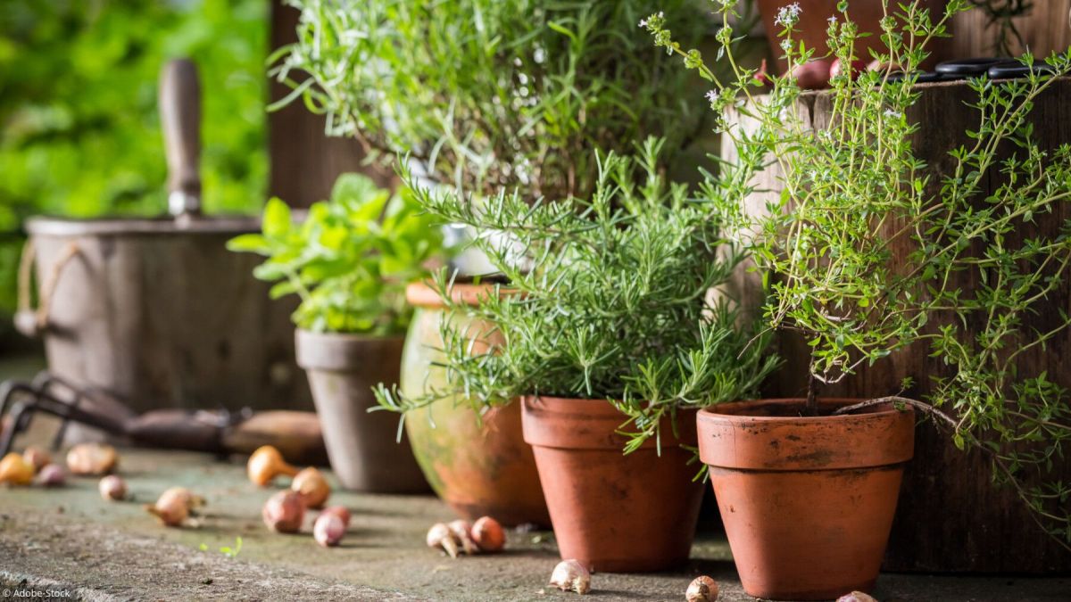 Les plantes aromatiques : un atout pour votre jardin