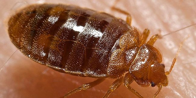 À la chasse aux punaises de lit : stratégies efficaces pour les éradiquer