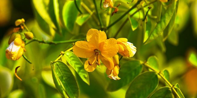 Le séné, un arbuste aux mille facettes