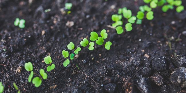 Cultivez votre potager au fil des saisons