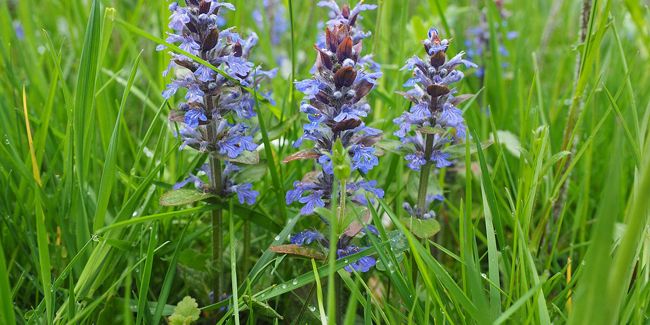 La bugle rampante : Une plante aux multiples vertus