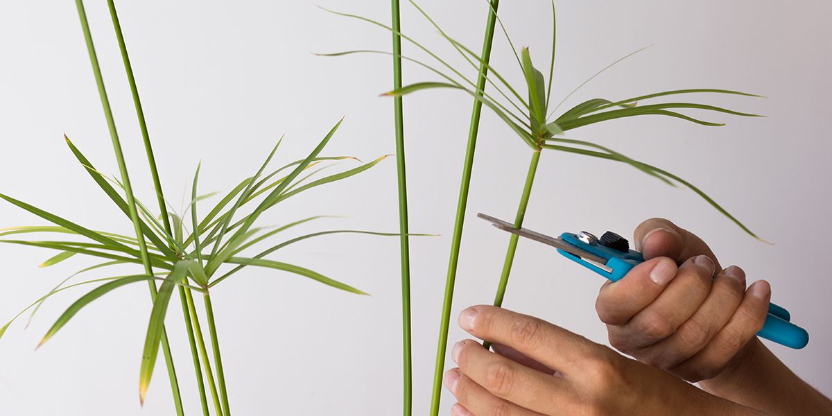 Bouturer un papyrus : astuces et conseils pour réussir