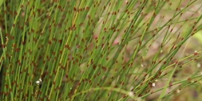La renouée à balais : une beauté discrète à découvrir