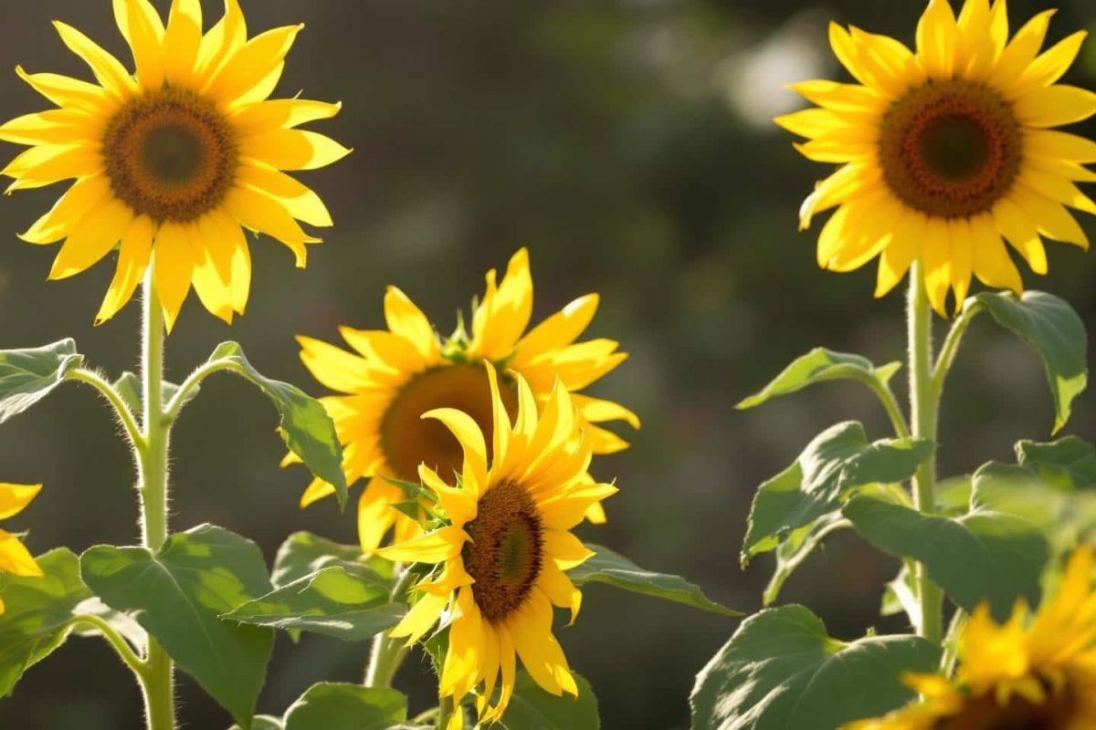 Ravivez vos tournesols : astuces pour des fleurs majestueuses en fin d'été