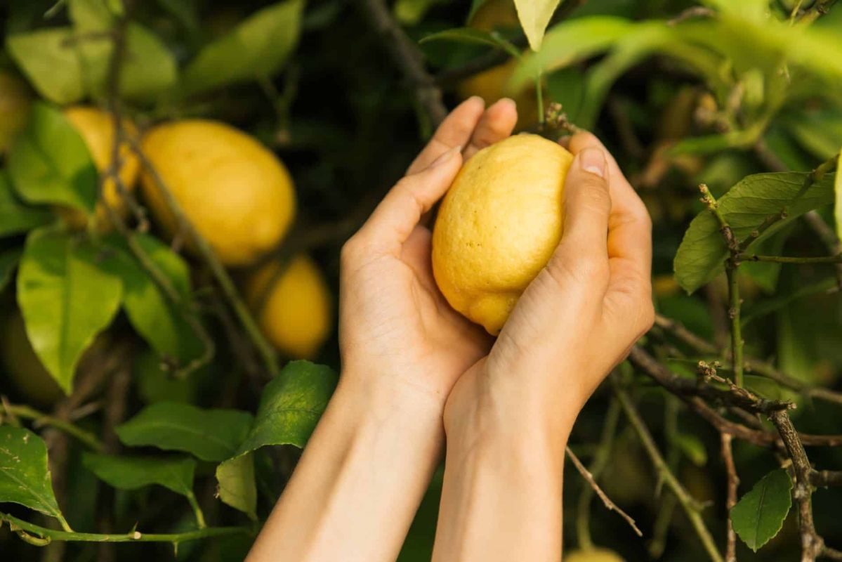 Les secrets d’un citronnier prolifique : la taille comme clé de la réussite