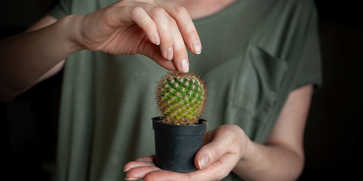 Astuces pour retirer les épines de cactus sans douleur