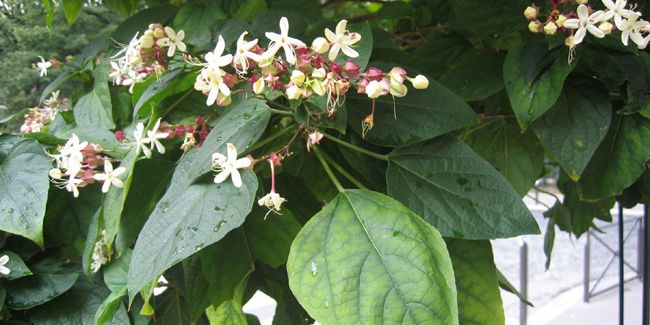 Le clérodendron de Chine : un arbuste aux multiples atouts