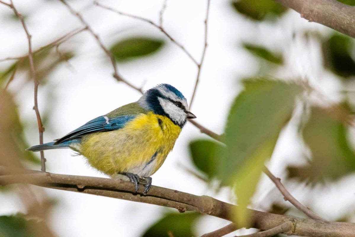 Les secrets des mésanges : comment elles choisissent leurs nids dans les arbres
