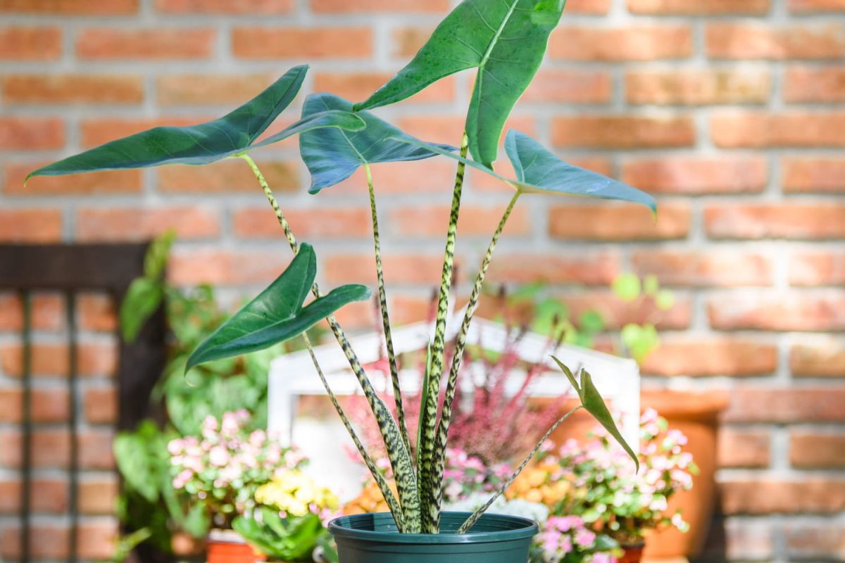 L'alocasia zebrina : secrets d'entretien pour une plante majestueuse