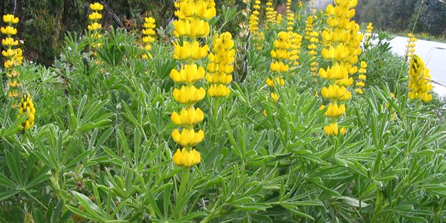 Le lupin : un trésor nutritif pour le jardin et l'assiette