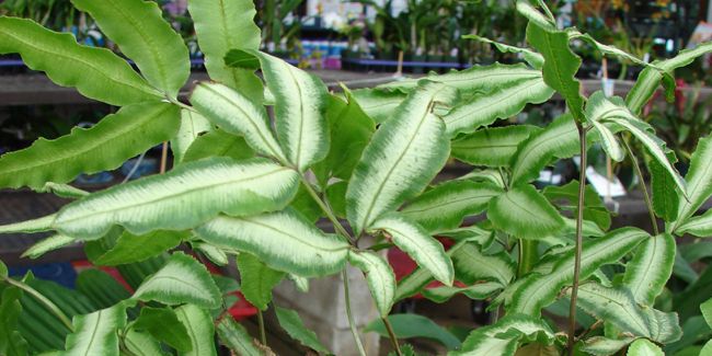 Plante d’intérieur incontournable : le ptéris de Crète